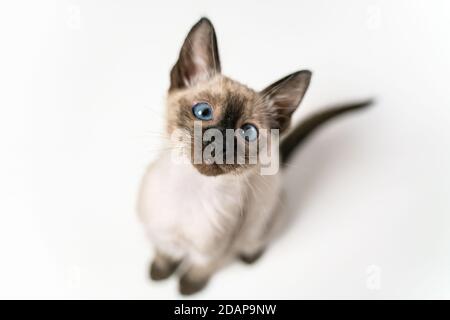 Top view face of purebred Siamese cat with blue eyes sitting on white background. Cute eight weeks young Thai kitten. Concepts of pets play hiding Stock Photo