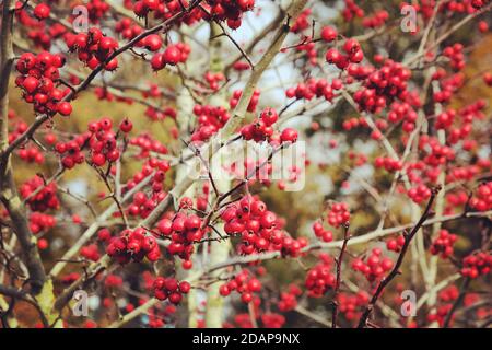 Bright red berries of the Broad-leaved cockspur thorn 'Prunifolia'  (Crataegus persimilis) in autumn Stock Photo