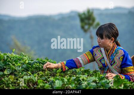 (201114) -- KUNMING, Nov. 14, 2020 (Xinhua) -- A woman of the Lahu ethnic group picks tea leaves at Bulangshan Township in Menghai County, southwest China's Yunnan Province, April 11, 2020. Southwest China's Yunnan Province, which had the country's largest remaining poor population at the end of last year, has eradicated absolute poverty, officials said on Saturday. The last nine counties in the province were delisted from the poverty-stricken county list, which meant all its 88 poverty-stricken counties have shaken off poverty, said Huang Yunbo, director of the provincial poverty alleviati Stock Photo