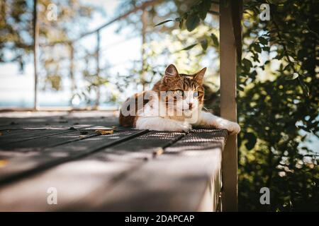 Tabby cat resting on a wooden terrace in summer with copy space. Rest and relaxation concept Stock Photo