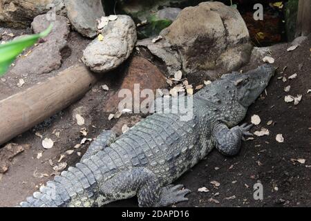 crocodile from the Barcelona zoo. Catalonia. Spain Stock Photo