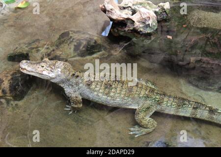 crocodile from the Barcelona zoo. Catalonia. Spain Stock Photo