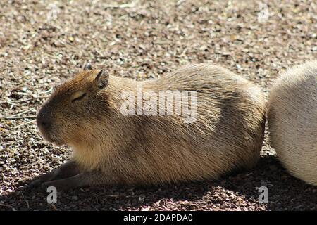 capybara sunbathing on a sunny march day Stock Photo