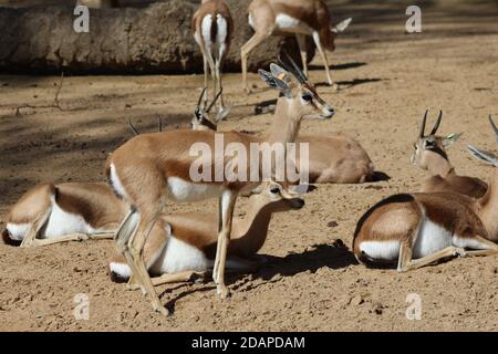 Saharan dorca gazelle basking in the sun Stock Photo