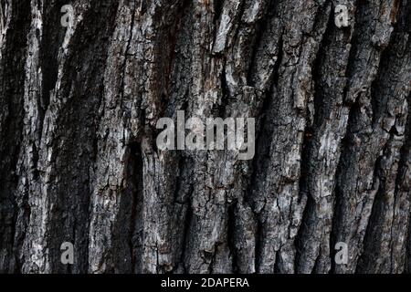 Old dark bark texture. Abstract old cracked and scratched wooden background Stock Photo