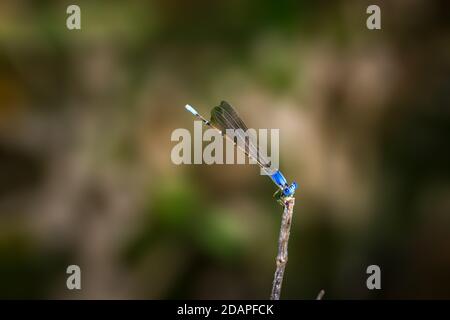 Male Blue-fronted dancer damselfly (Argia apicalis) on a lakeshore in Oklahoma Stock Photo