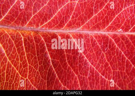 Closeup of a sugar maple leaf as the bright fall colors settle in their colorful brightness. Stock Photo