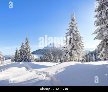Winter forest. Landscape of high mountains. Trail leading to the trees covered with white snow. Wallpaper background. Location place Carpathian, Ukrai