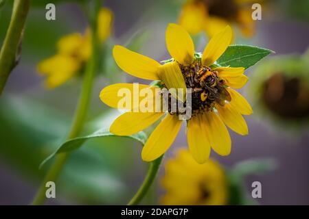 Bumble bee on a sunflower in a backyard garden Stock Photo