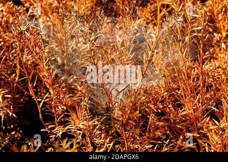 Coniferous spruce or pine tree branch covered with spider net in forest or park on sunny day. Tree with spiderweb. Plant disease Stock Photo