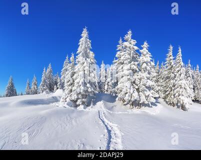 Pine trees in the snowdrifts. Blue sky. On the lawn covered with snow there is a trodden path leading to the forest. Beautiful landscape on the cold w Stock Photo
