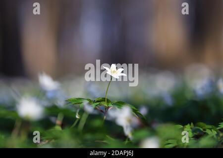 White flowers of Anemone nemorosa with the blurred background of trees. Spring sunny day. Majestic nature bokeh. Stock Photo