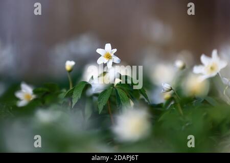 Early spring flower anemone nemorosa on the background of bokeh green grass. Majestic nature wallpaper with forest flowers. Floral springtime. Stock Photo