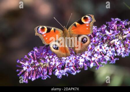 Butterfly Resting on a Buddleja  Flower Stock Photo