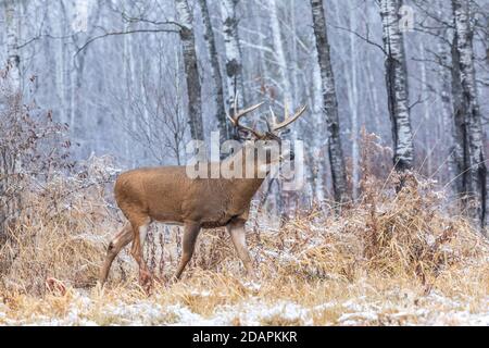 Mature white-tailed buck during the rut in northern Wisconsin. Stock Photo