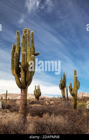 Cardon Grande Cactus Or Argentine Saguaro, Echinopsis Terscheckii 