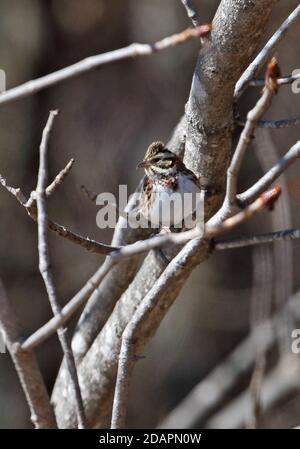 Rustic Bunting  (Emberiza rustica) winter plumage male perched on branch  Japan          February Stock Photo
