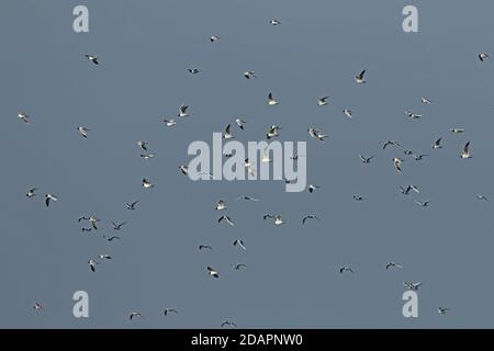 Saunder's Gull (Saundersilarus saundersi) flock of adults in flight  Yatsushiro, Kyushu, Japan    March Stock Photo