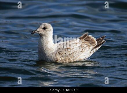 Slaty-backed Gull (Larus schistisagus) first winter swimming in harbour  Rausu, Hokkaido, Japan      March Stock Photo