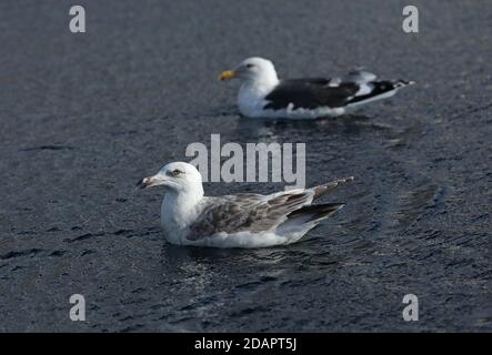 Slaty-backed Gull (Larus schistisagus) first winter and adult swimming in harbour  Rausu, Hokkaido, Japan      March Stock Photo