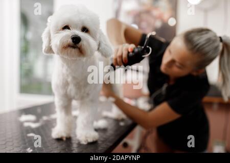 cropped shot of a young blonde pet beautician and white purebred bichon. Grooming of white dog. Stock Photo