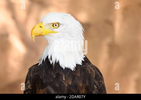 Close up on the face of a Bald Eagle in natural environment. High quality photography.  Stock Photo