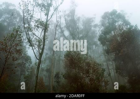 Eucalyptus forest in Sri Lanka, Central plateau. Eucalyptus as introduced tree species has become part of ecosystem of cloud forests constantly shroud Stock Photo