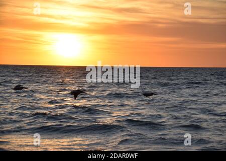 Birds taking flight across the water on a warm winter morning in Florida. The sun rises in the background. Stock Photo