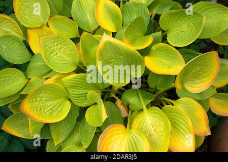 Autumn leaves of a hosta (Hosta) Germany Stock Photo