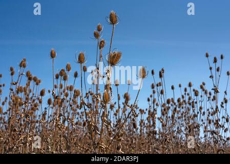 Wild teasels (Dipsacus fullonum) Seeds, autumn field, Bavaria, Germany Stock Photo