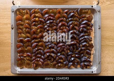 Densely covered plum cake on a baking tray in front of baking, Bavaria, Germany Stock Photo