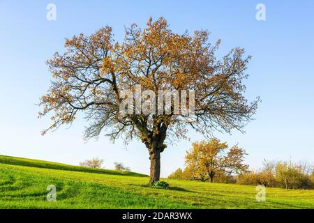 Orchard meadow in autumn with different trees like pear trees and apple trees, Swabian Alb, Baden-Wuerttemberg, Germany Stock Photo