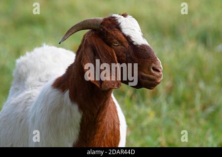 BoersDomestic Goat (Capra aegagrus hircus) animal portrait, Schleswig-Holstein, Germany Stock Photo