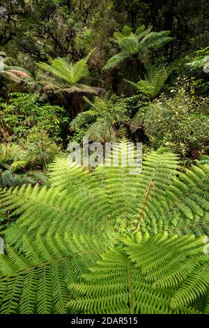 New Zealand rainforest, tree ferns (Cyatheales), Fiordland National Park, Southland, New Zealand Stock Photo