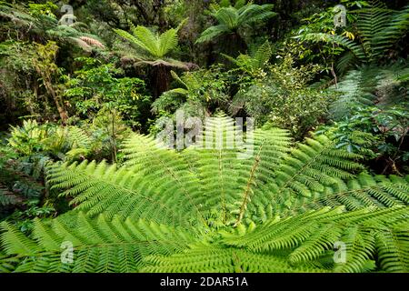 New Zealand rainforest, tree ferns (Cyatheales), Fiordland National Park, Southland, New Zealand Stock Photo