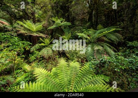 New Zealand rainforest, tree ferns (Cyatheales), Fiordland National Park, Southland, New Zealand Stock Photo