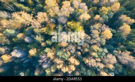 Aerial top view autumn forest, Texture of forest view from above. Stock Photo