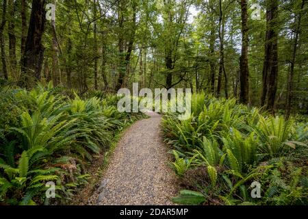 Hiking trail through forest with ferns, temperate rainforest, Kepler Track, Fiordland National Park, Southland, New Zealand Stock Photo