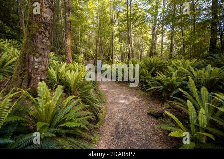 Hiker on trail through forest with ferns, temperate rainforest, Kepler Track, Fiordland National Park, Southland, New Zealand Stock Photo