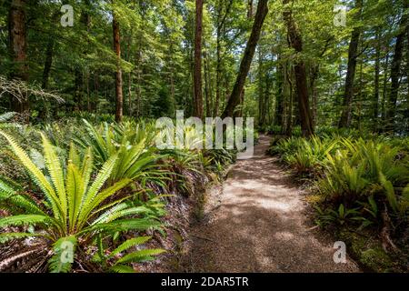 Hiking trail through forest with ferns, temperate rainforest, Kepler Track, Fiordland National Park, Southland, New Zealand Stock Photo
