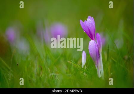 Autumn crocus or Meadow saffron (Colchicum autumnale) Hesse, Germany Stock Photo