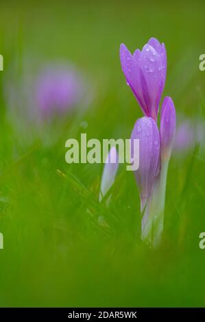 Autumn crocus or Meadow saffron (Colchicum autumnale) Hesse, Germany Stock Photo