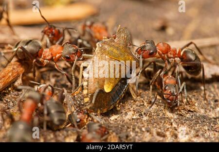 Red Wood Ants (Formica rufa) with captured tree bug, Hesse, Germany Stock Photo