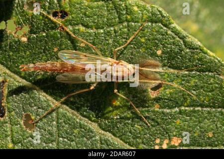 Common mosquito (Chironomus plumosus), male, Hesse, Germany Stock Photo