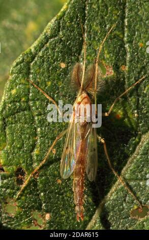 Common mosquito (Chironomus plumosus), male, Hesse, Germany Stock Photo