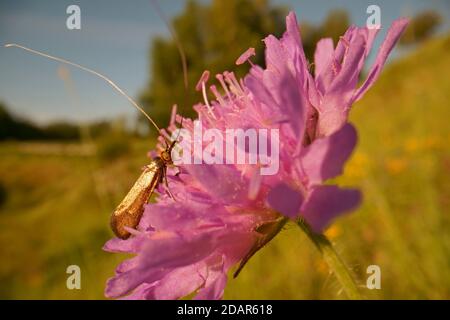 Gold Longhorned Moth (Nemophora metallica), Hesse, Germany Stock Photo