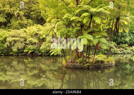 Pukekura Park, Botanical Garden, New Plymouth, Taranaki, North Island, New Zealand Stock Photo