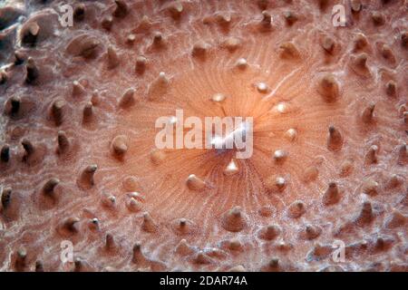 Slice anemone, Giant Cup Mushroom (Amplexidiscus fenestrafer), detail with mouth, Pacific, Great Barrier Reef, UNESCO World Heritage, Australia Stock Photo