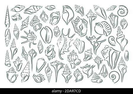 Seashell, shell, sea, mollusk, shellfish, nautical illustration Stock Vector