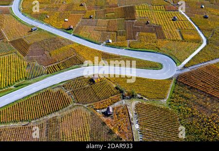 Hairpin bend of a country road runs through the autumn vineyards in the Valais wine growing region of Leytron, Valais, Switzerland Stock Photo